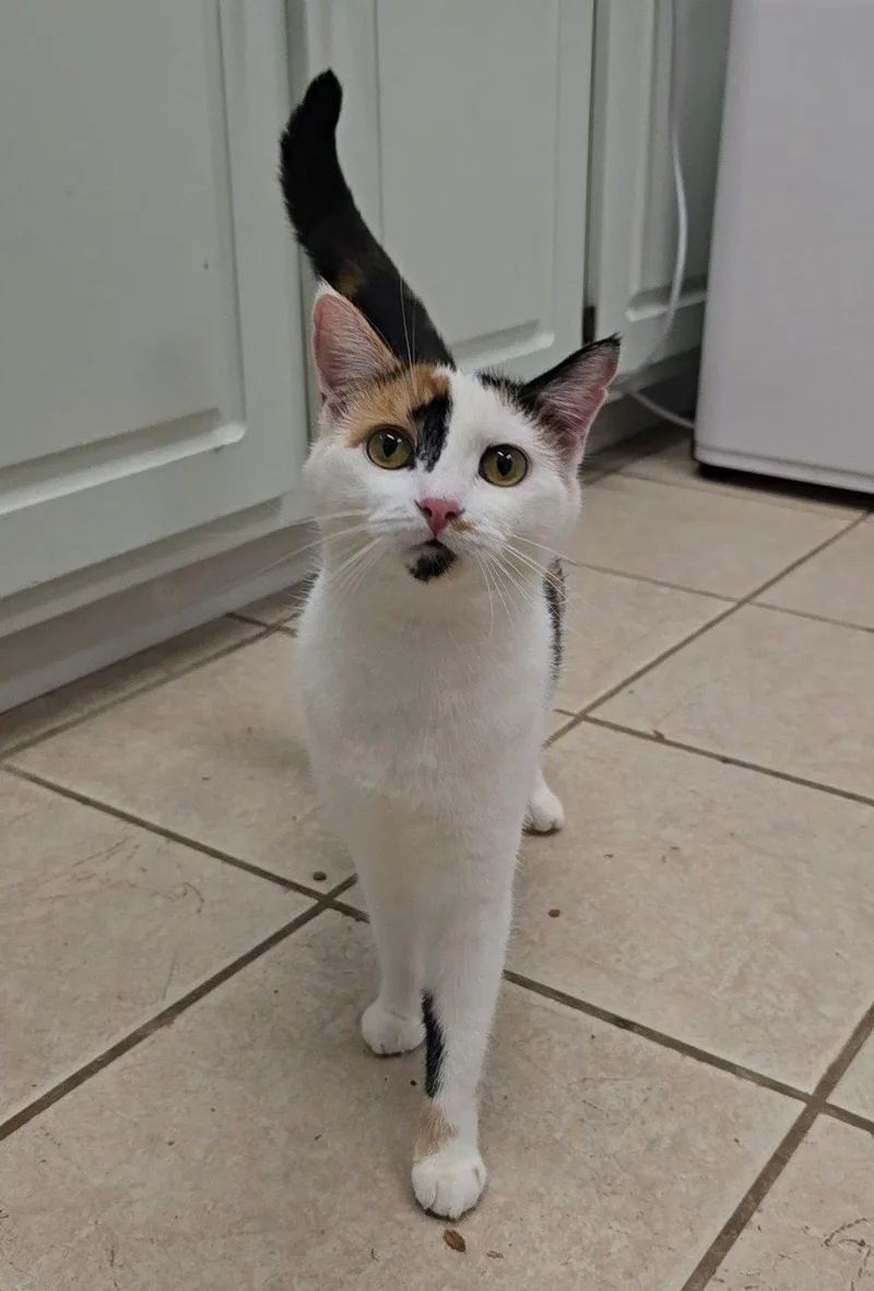 An adult medium-sized female Domestic Short Hair cat named Pepper for adoption in Locust Grove, GA