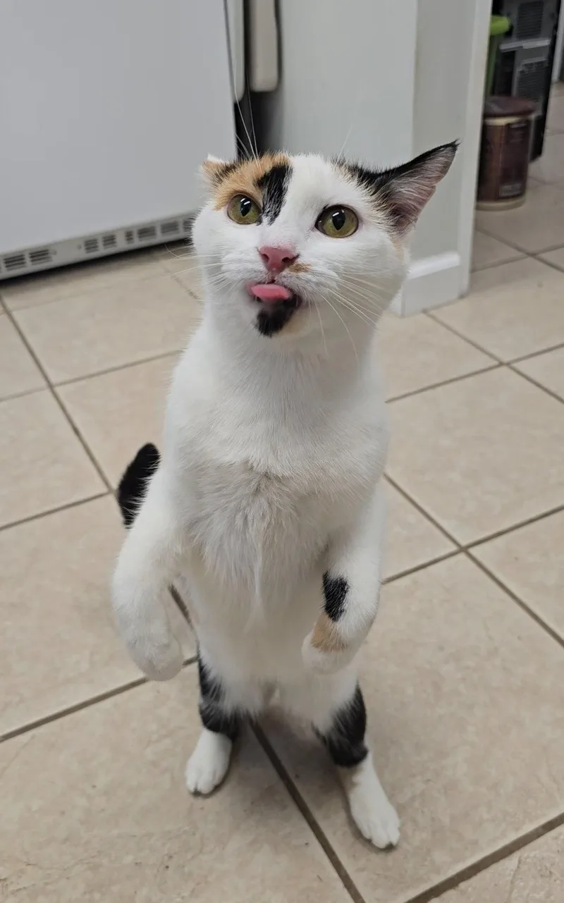 Pepper thumbnail 3