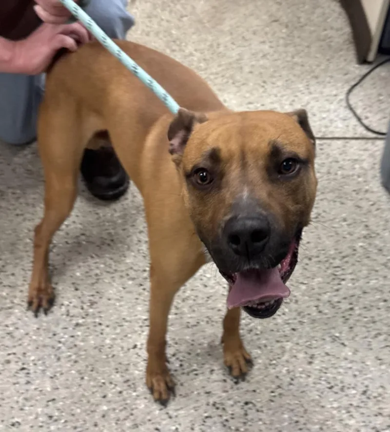 A young large-sized male Boxer dog named Nelson for adoption in Saint Clairsville, OH
