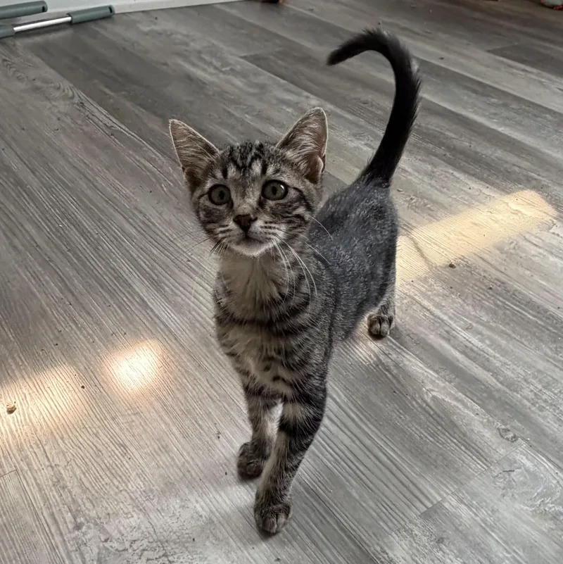 A baby small-sized female Tabby (Brown / Chocolate) Domestic Short Hair cat named Kiwi for adoption in Grand Rapids, MI