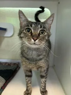 A young medium-sized female Domestic Medium Hair cat named Cleocatra for adoption in Divide, CO