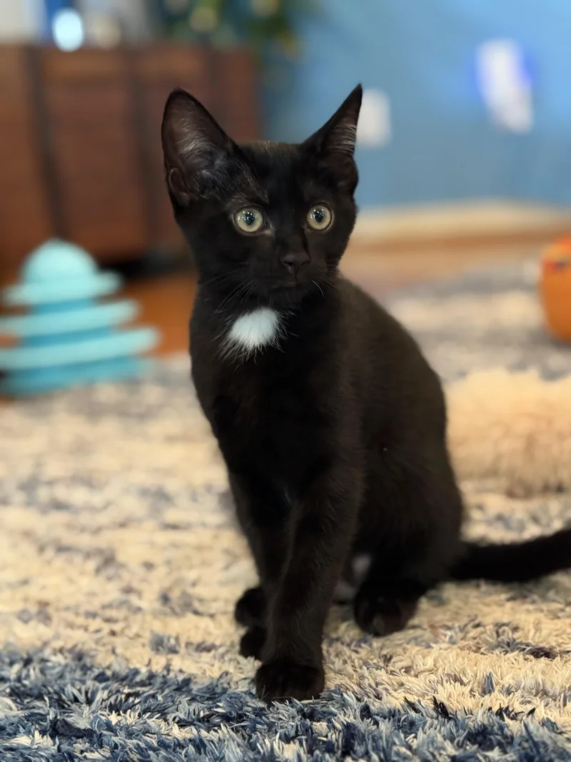 A baby medium-sized male Black Domestic Short Hair cat named Anthony for adoption in Keller, TX