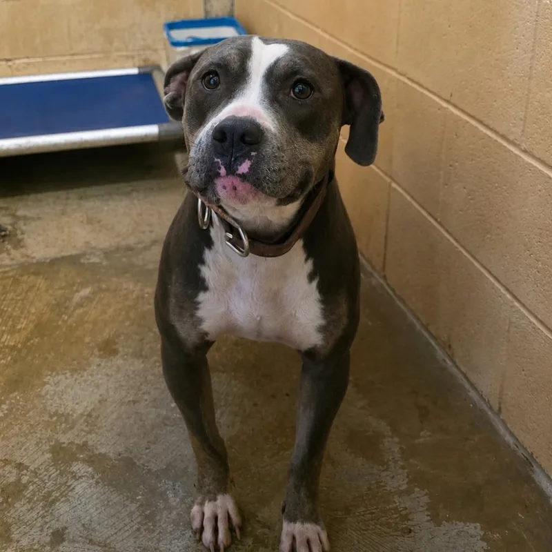 A senior medium-sized female Gray / Blue / Silver Mixed Breed dog named Tish for adoption in Corinth, MS