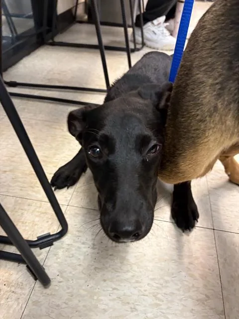 A young large-sized male German Shepherd Dog dog named Soup for adoption in Sugar Land, TX