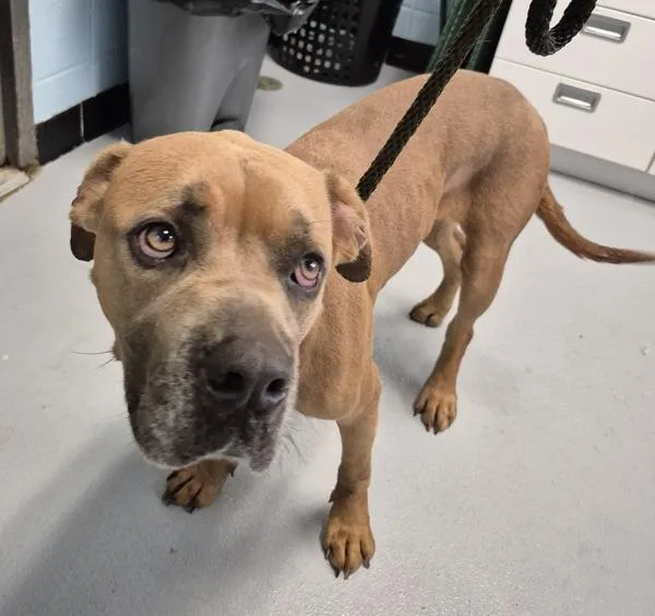 An adult large-sized female Pit Bull Terrier dog named Pen Rebel for adoption in Lawrenceville, GA