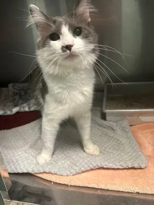 An adult medium-sized male Domestic Medium Hair cat named Little Man for adoption in Williamsport, PA