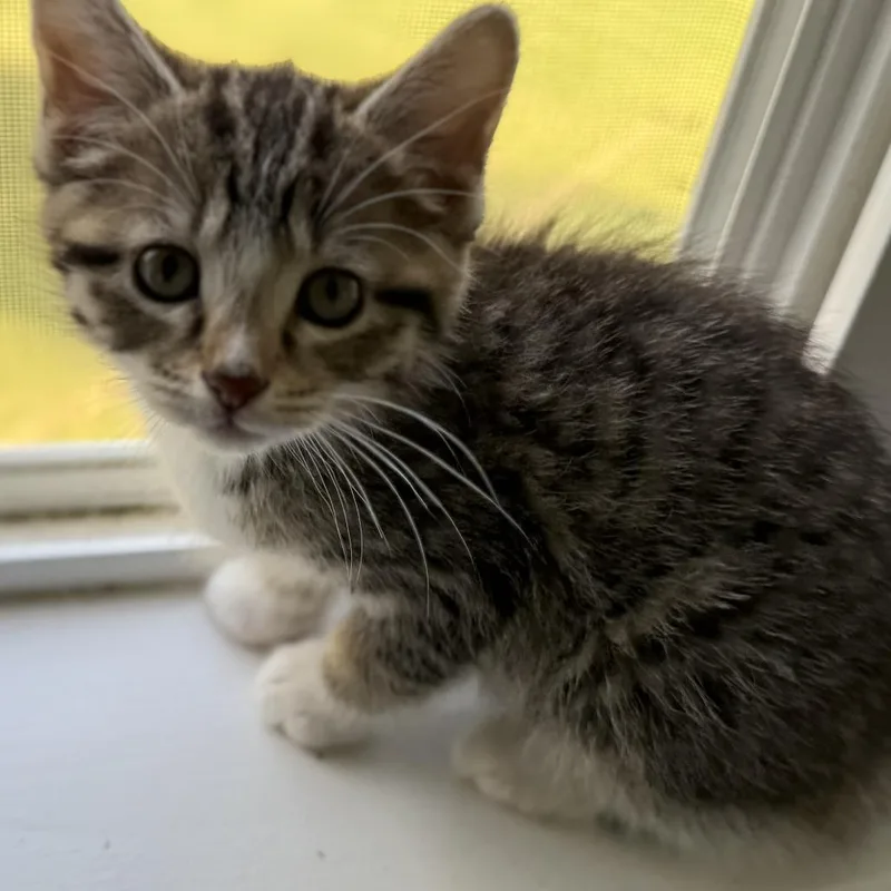 A baby small-sized female Domestic Short Hair cat named Baby Jane Doe for adoption in Cumming, GA