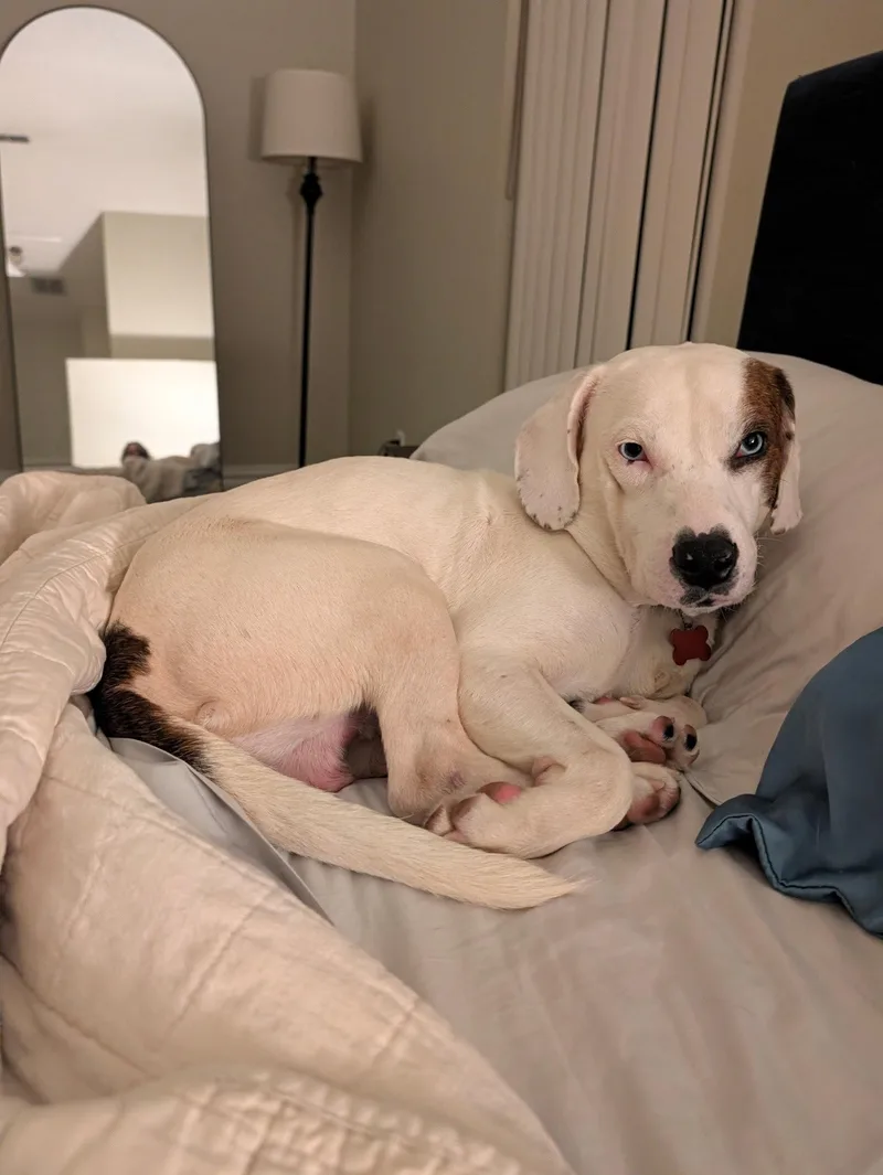 An adult medium-sized male Beagle dog named Blue IV for adoption in Tampa, FL