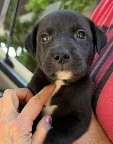 A baby medium-sized female Tricolor (Brown, Black, & White) Labrador Retriever dog named Baby Bo Peep for adoption in Washington, DC
