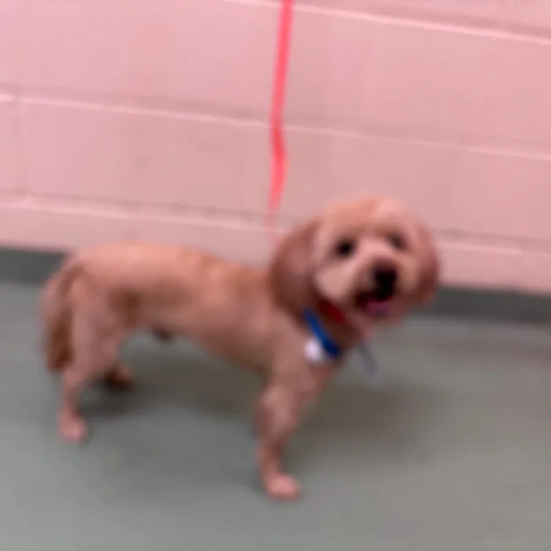 An adult small-sized male Yellow / Tan / Blond / Fawn Mixed Breed dog named James for adoption in Memphis, TN