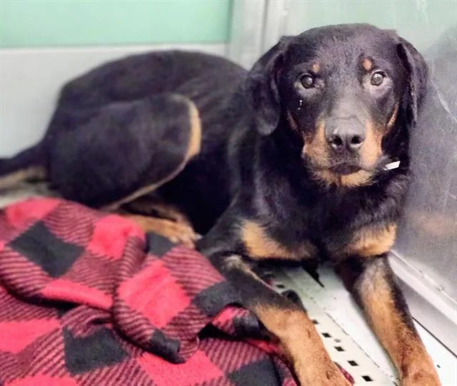 A young large-sized male Rottweiler dog named Rock for adoption in Houston, TX