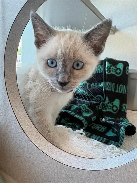 A baby medium-sized male Domestic Medium Hair cat named Scissors for adoption in Leesburg, VA