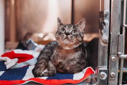 A young small-sized male Domestic Short Hair cat named A Ponce for adoption in North Charleston, SC
