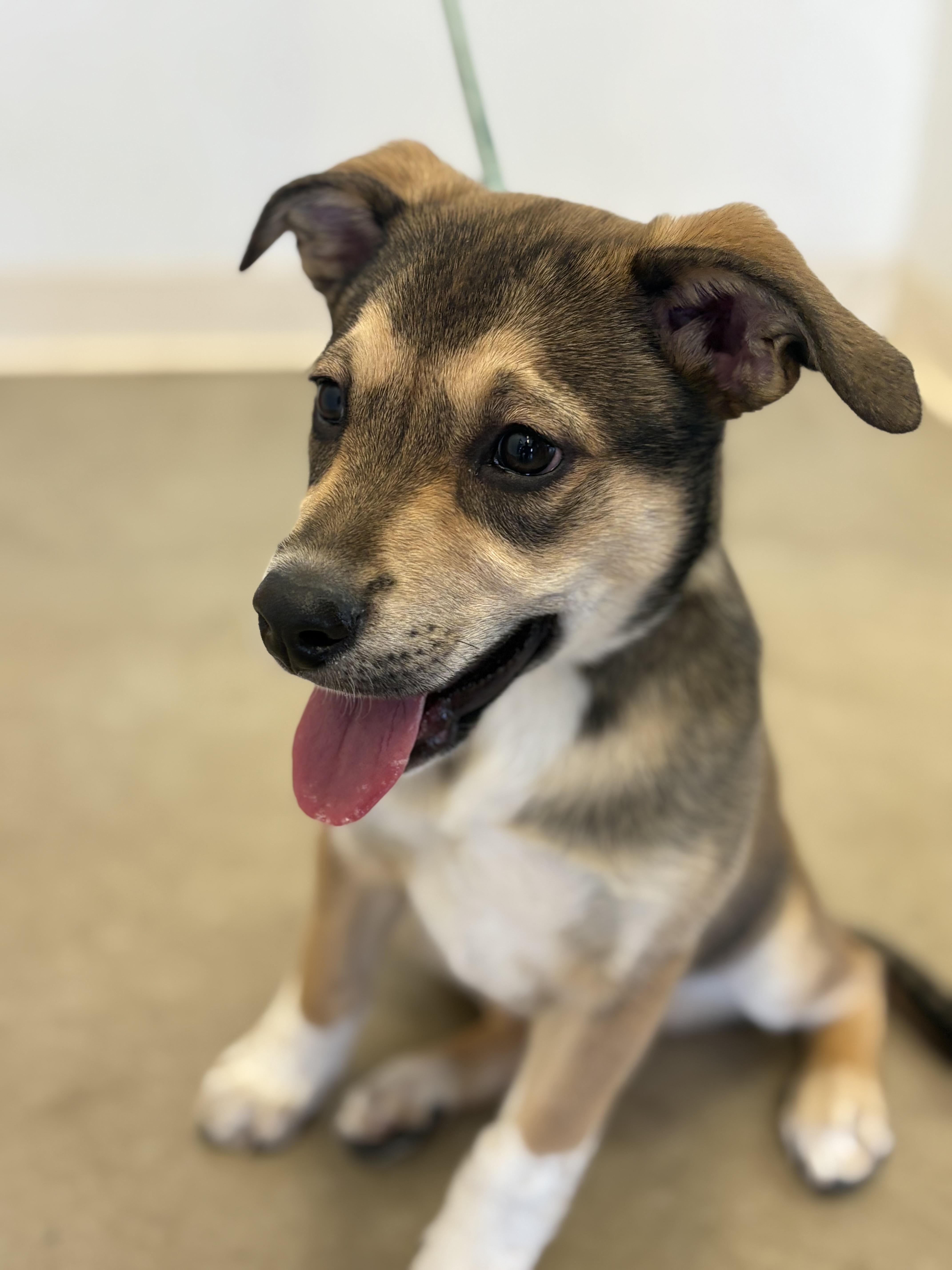 A baby medium-sized female Sable German Shepherd Dog dog named Cali for adoption in Greeley, CO