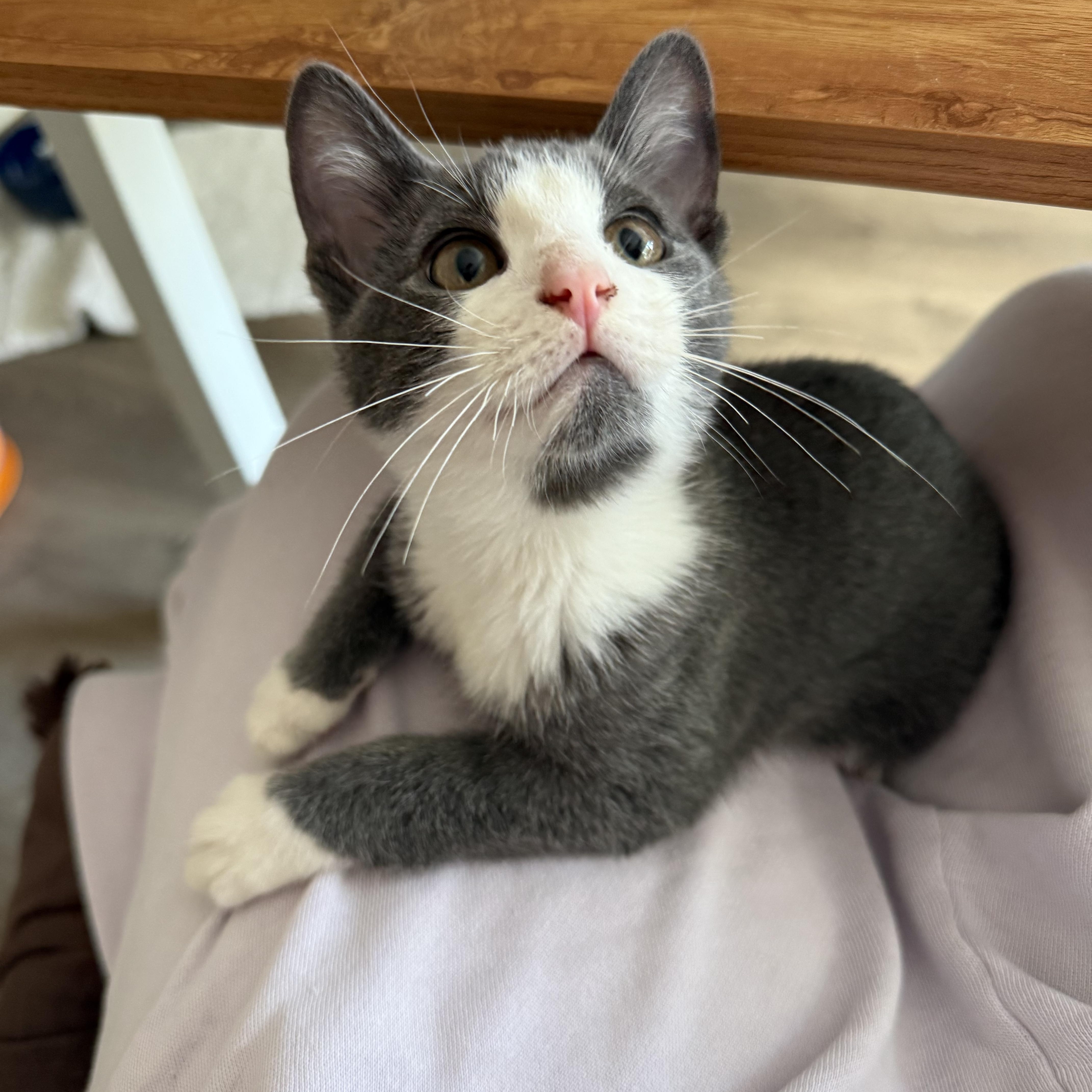A young small-sized male American Shorthair cat named Richie for adoption in DICKSON, TN