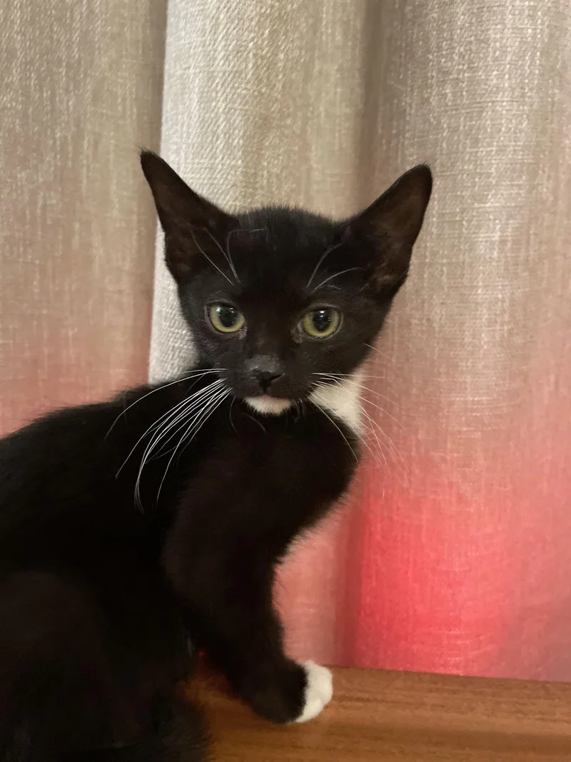 Tiny Dancer thumbnail 2