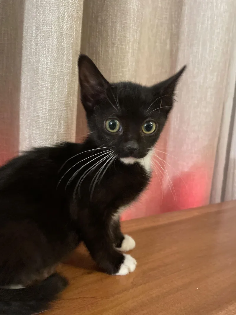 Tiny Dancer thumbnail 3