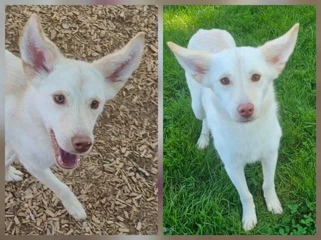 An adult medium-sized female German Shepherd Dog dog named Willow for adoption in Albuquerque, NM