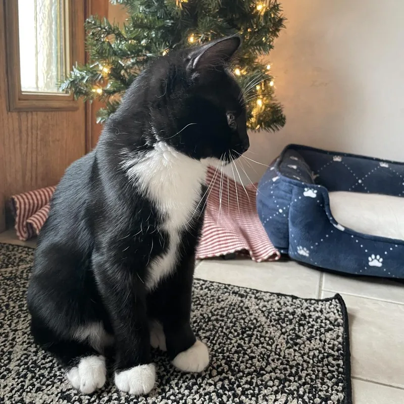 A young medium-sized male Black Domestic Short Hair cat named Ollie for adoption in South Elgin, IL