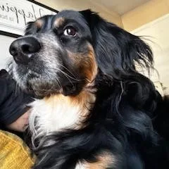 An adult large-sized male Black Bernese Mountain Dog dog named Mellow for adoption in Winston Salem, NC