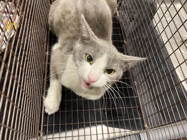 A young medium-sized female Domestic Short Hair cat named A for adoption in Modesto, CA