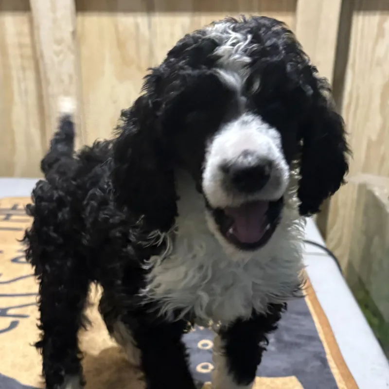 A baby medium-sized female Standard Poodle dog named Disco for adoption in Fosters, AL