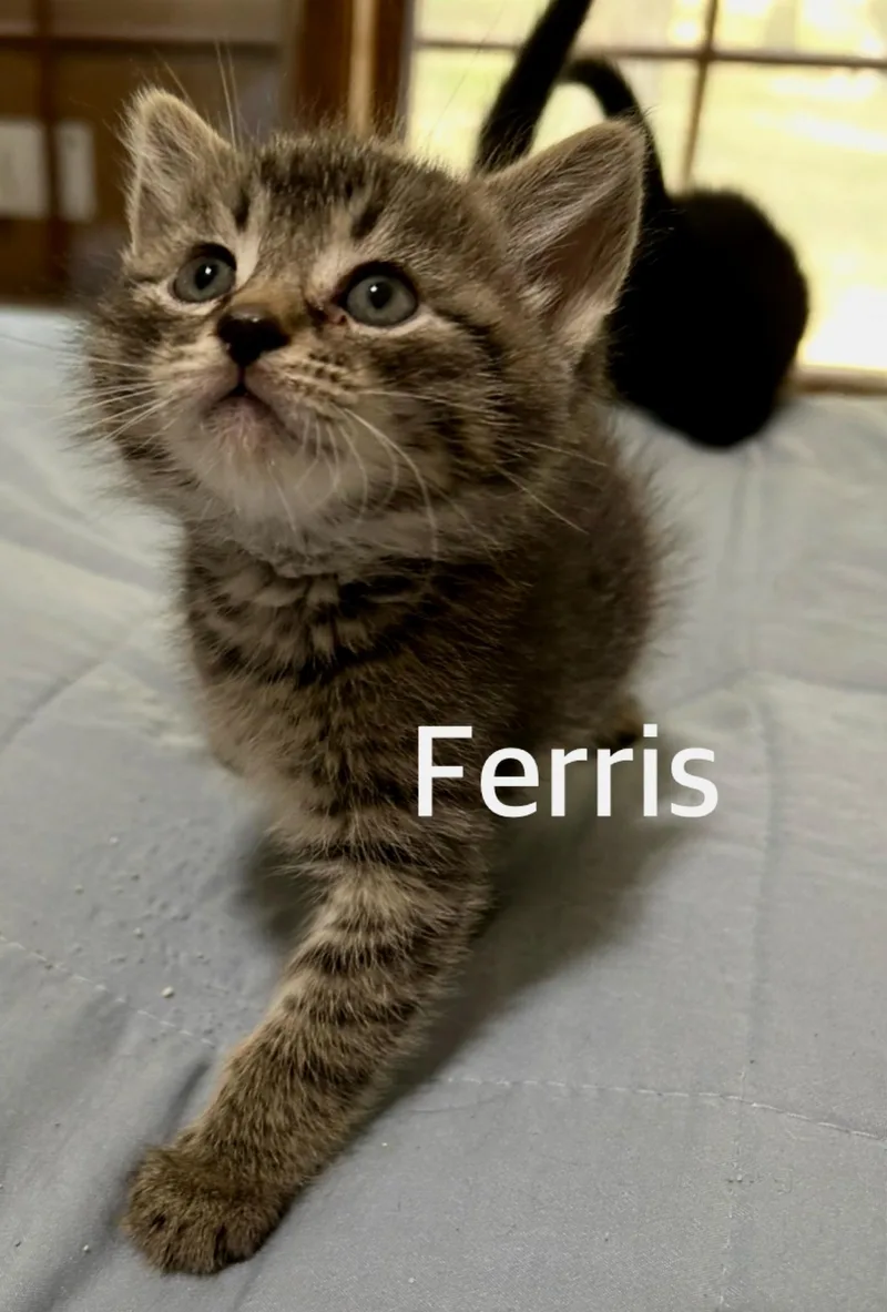 A baby medium-sized male Tabby (Brown / Chocolate) Domestic Short Hair cat named Ferris for adoption in Owasso, OK