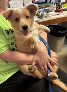 A baby large-sized male Yellow / Tan / Blond / Fawn Australian Shepherd dog named Rocky for adoption in Mason City, IA
