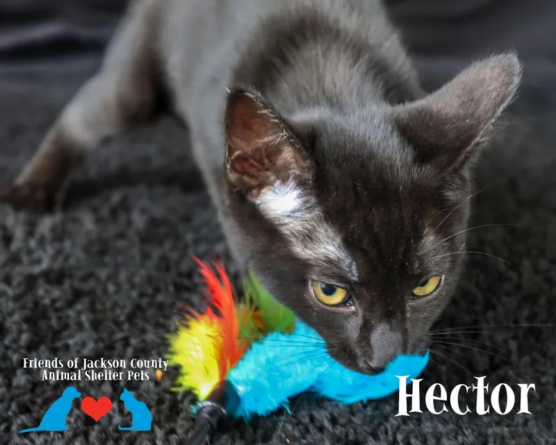 A baby small-sized male Black Domestic Short Hair cat named Hector for adoption in Ocean Springs, MS