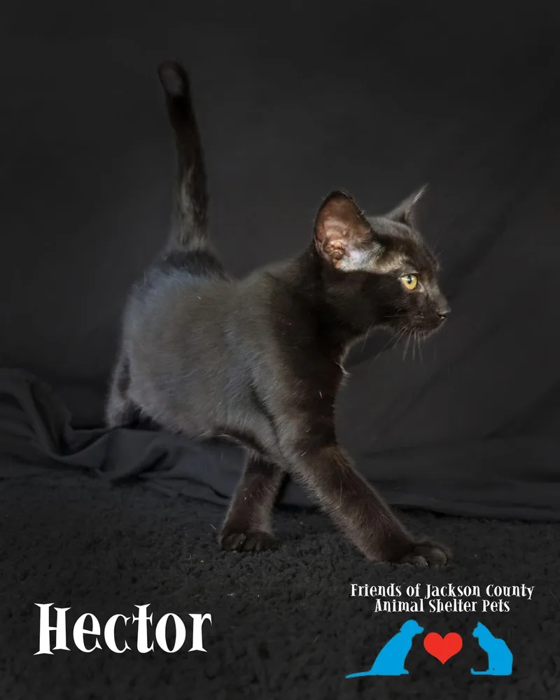Hector thumbnail 2