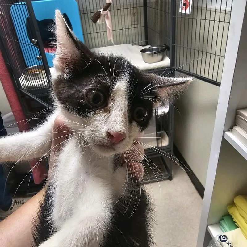 A baby small-sized male Black Domestic Short Hair cat named Ceasar for adoption in Columbus, NC
