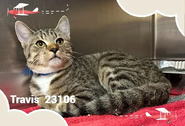 A baby small-sized male Domestic Short Hair cat named Travis for adoption in Marietta, GA