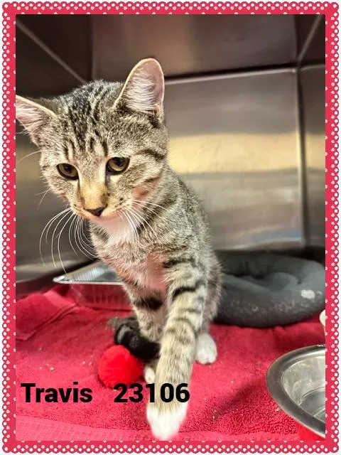 Travis thumbnail 2