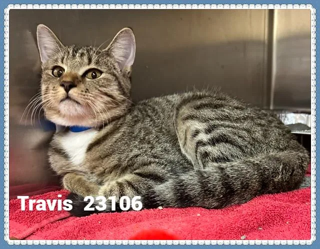 Travis thumbnail 3