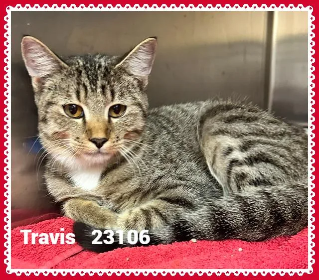 Travis thumbnail 4