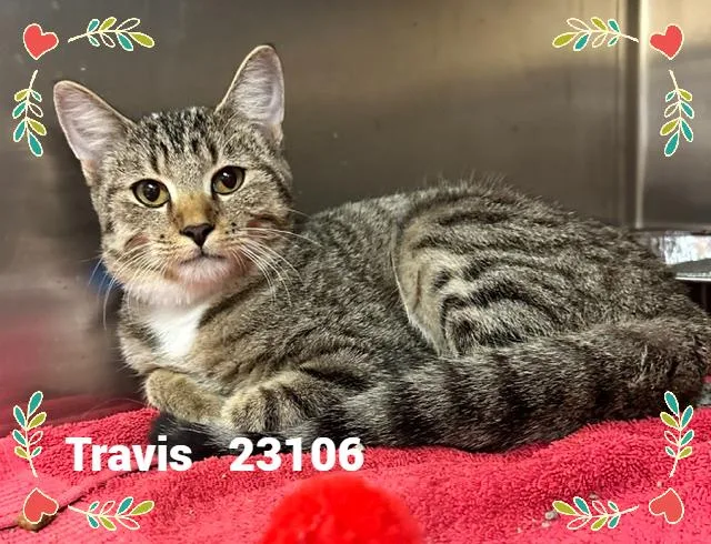 Travis thumbnail 5