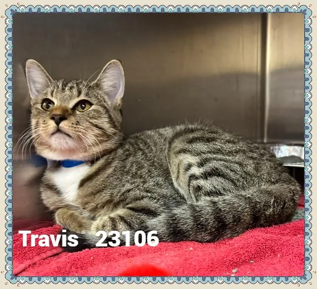 Travis thumbnail 6