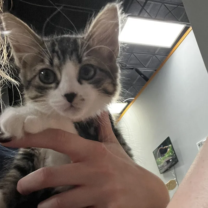 A baby small-sized female Domestic Long Hair cat named Maple for adoption in Shawnee, KS
