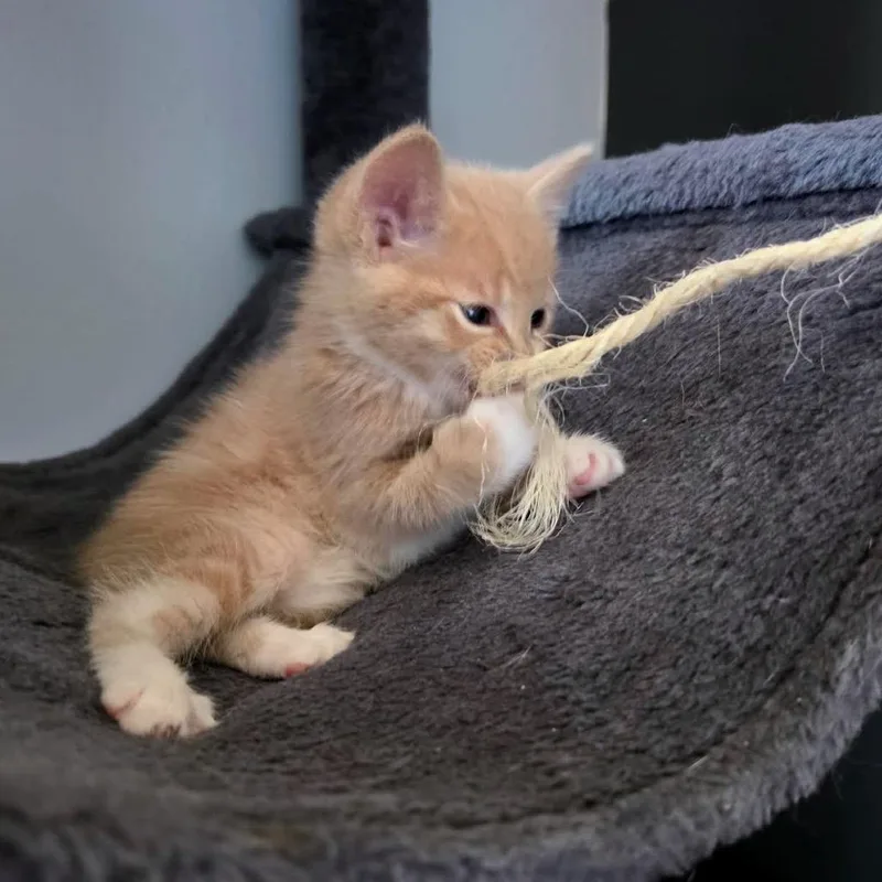A baby small-sized male Orange / Red Domestic Short Hair cat named Genoa C for adoption in Princeton, MN