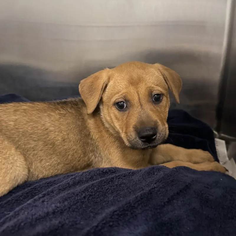 A baby small-sized female Apricot / Beige Mixed Breed dog named Yankee AKA Peaches for adoption in Charleston, WV