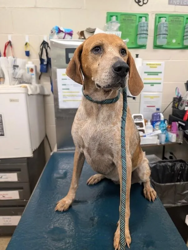 An adult medium-sized female Yellow / Tan / Blond / Fawn Mixed Breed dog named Bailey for adoption in Mobile, AL