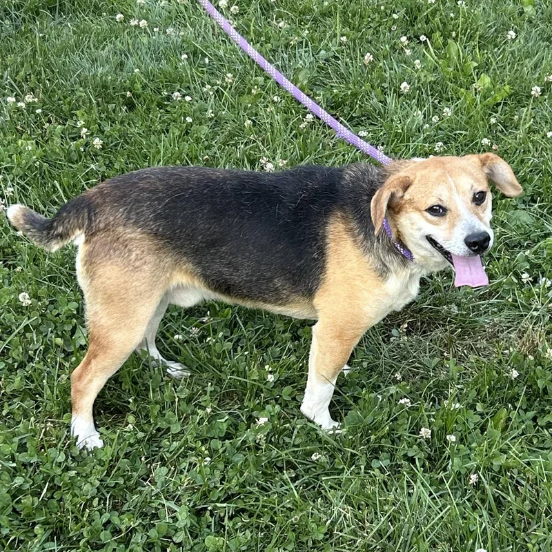 An adult small-sized male Beagle dog named Keats for adoption in Norwood, OH