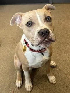 A baby medium-sized male Yellow / Tan / Blond / Fawn Pit Bull Terrier dog named Jetski for adoption in Cleveland, OH