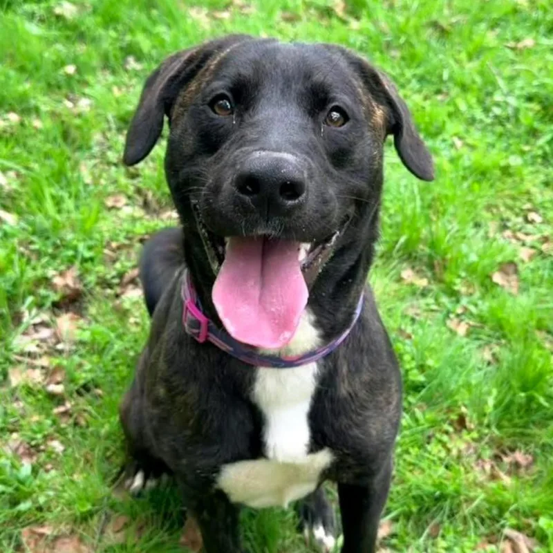 An adult large-sized male Black Mixed Breed dog named Bubba Fka Bubblegum for adoption in Charleston, WV