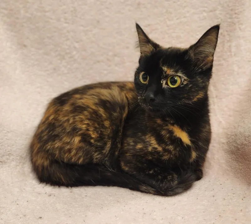 A young medium-sized female Domestic Short Hair cat named Claire for adoption in Superior, WI