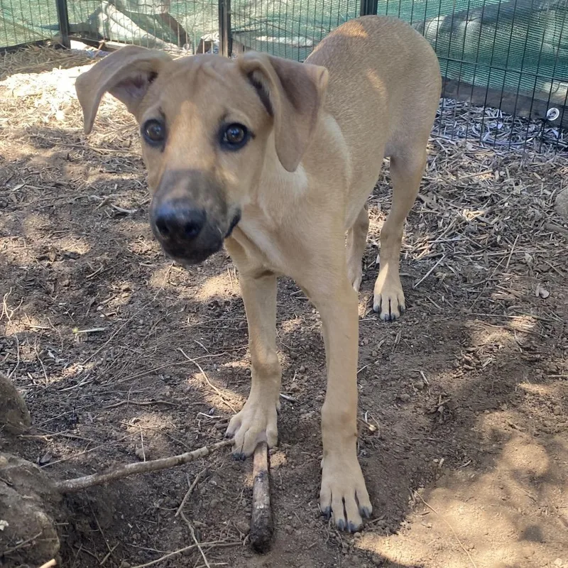 A baby small-sized female Brown / Chocolate Hound dog named Sausage for adoption in Escondido, CA
