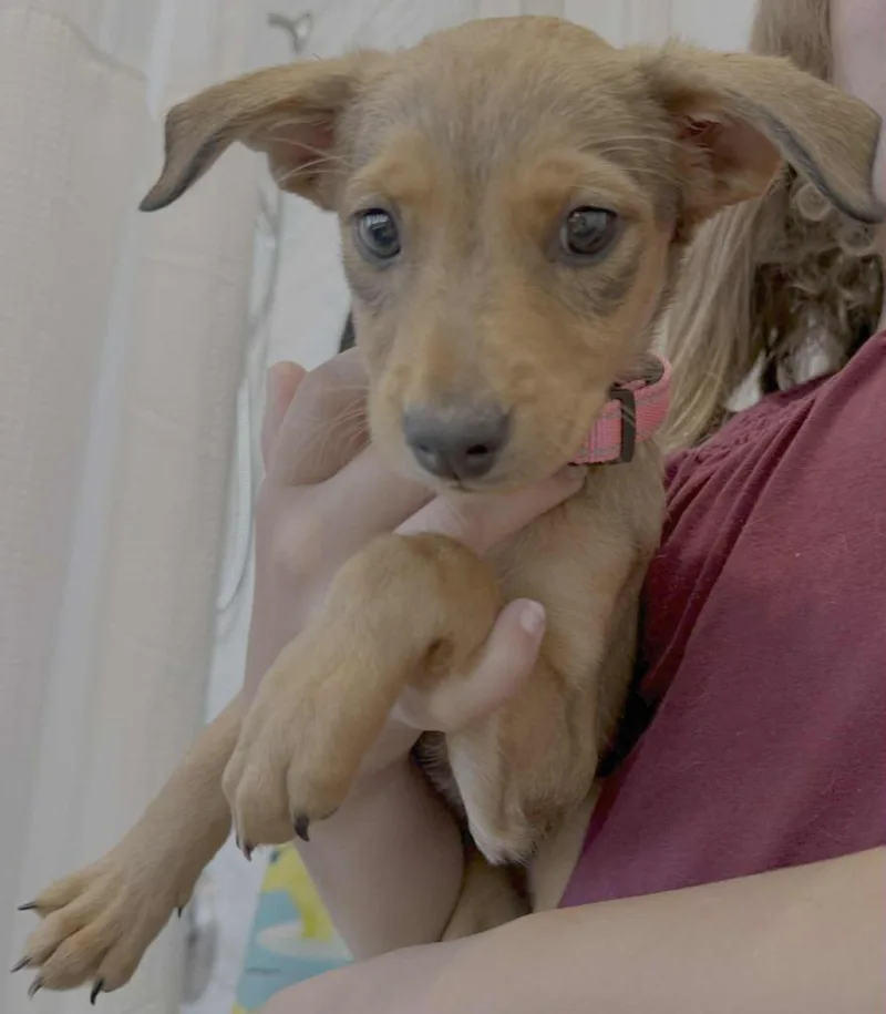 A baby medium-sized female Australian Kelpie dog named Keira for adoption in Salt Lake City, UT