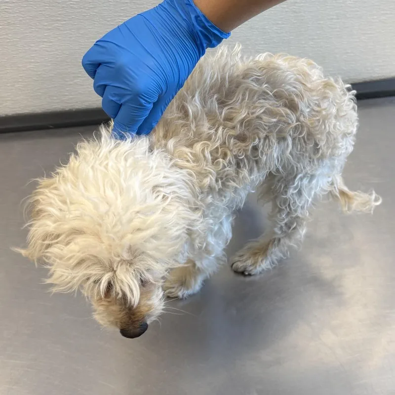 An adult small-sized male White / Cream Mixed Breed dog named Ziggie for adoption in Las Cruces, NM