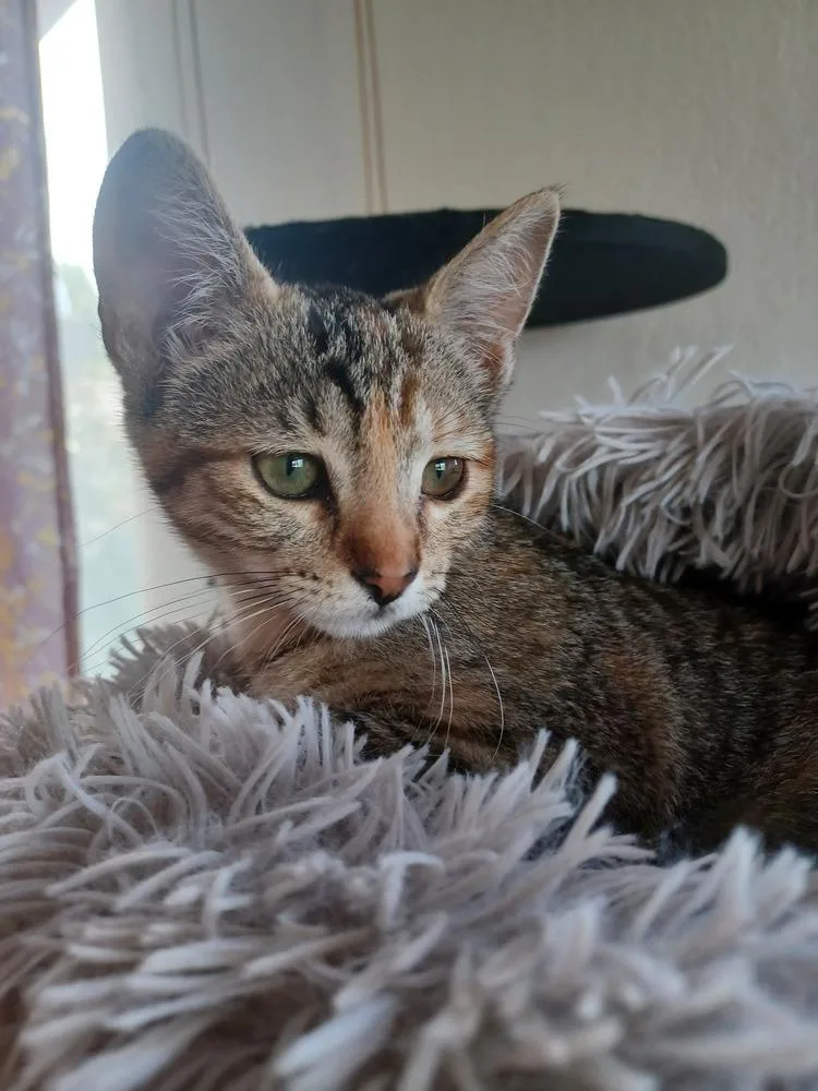 A baby small-sized female Domestic Short Hair cat named Shea for adoption in Pinole, CA