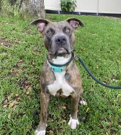 A young large-sized female Pit Bull Terrier dog named Gloria for adoption in Honolulu, HI